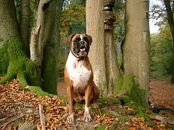 A german boxer dog - Deutscher Boxer im Wald -...