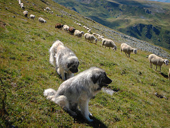 Šar Mountain dogs with a herd at Brinja e Šahi...